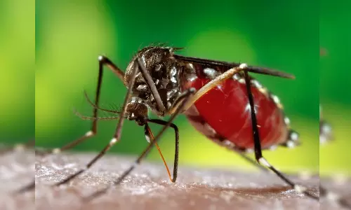 ആശങ്ക വേണ്ട; അറിയണം വെസ്റ്റ് നൈൽ പനിയെപ്പറ്റി