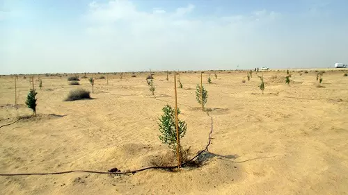 പൊടിക്കാറ്റ് കുറയ്ക്കാന് മരുപ്രദേശങ്ങളില് വൃക്ഷങ്ങള് നട്ടുപിടിപ്പിക്കാനൊരുങ്ങി കുവൈത്ത് പൊടിക്കാറ്റ് കുറയ്ക്കാന് മരുപ്രദേശങ്ങളില് വൃക്ഷങ്ങള് നട്ടുപിടിപ്പിക്കാനൊരുങ്ങി കുവൈത്ത്
