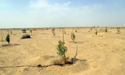 പൊടിക്കാറ്റ് കുറയ്ക്കാന്‍ മരുപ്രദേശങ്ങളില്‍  വൃക്ഷങ്ങള്‍ നട്ടുപിടിപ്പിക്കാനൊരുങ്ങി കുവൈത്ത്