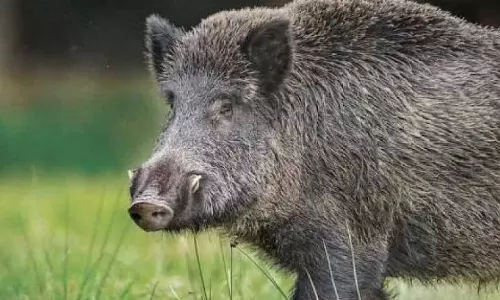 കോടഞ്ചേരിയിൽ കാട്ടുപന്നിയെ വെടിവെച്ചു കൊന്നു; അനുമതി ലഭിച്ച ശേഷമുള്ള ആദ്യ സംഭവം