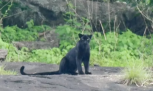മലമ്പുഴ കവയിൽ കരിമ്പുലിയെ കണ്ടു