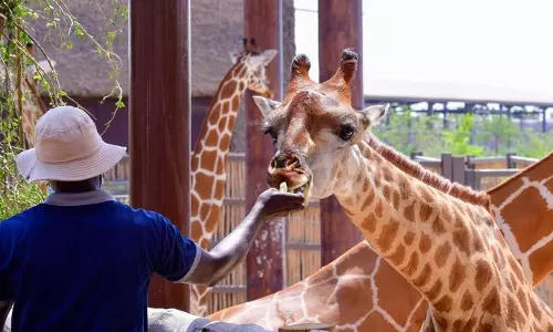 ദുബൈ സഫാരി പാർക്ക് മൂന്ന് മാസത്തേക്ക് അടച്ചു