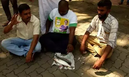 തിരുത മീനുമായി യു.ഡി.എഫ് പ്രതിഷേധം; തിരുതക്കറി എങ്ങനെയുണ്ടാക്കാം? കെ.വി തോമസിന് ട്രോളോട് ട്രോള്‍