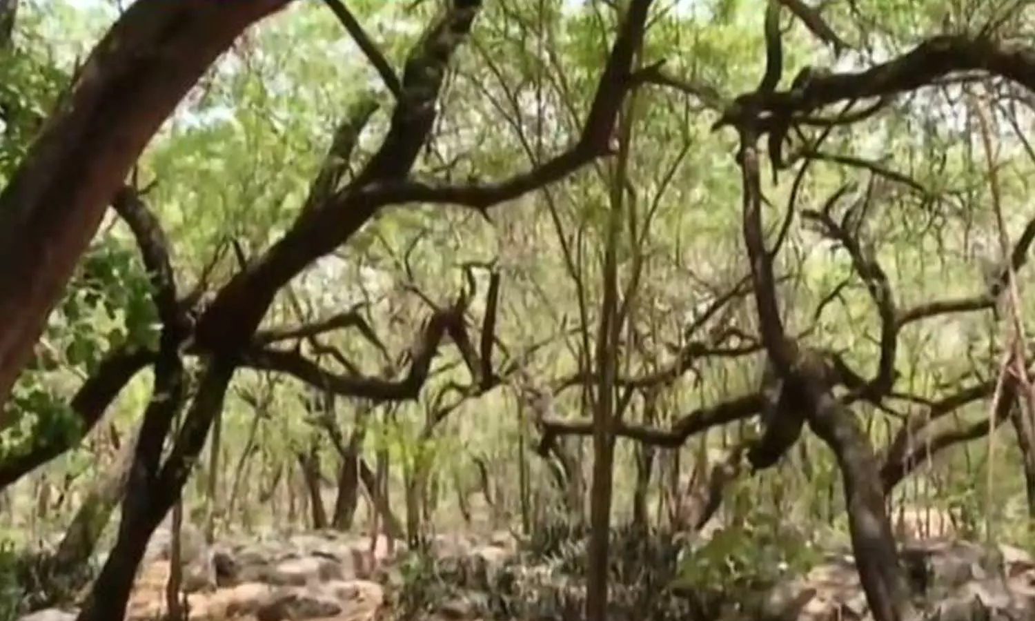 വിഷമയമായും വരണ്ടുണങ്ങിയും യമുന, നഗര ഹൃദയത്തിൽ വനം വളരുന്നു; പരിസ്ഥിതി ദിനത്തിൽ ഡൽഹിക്ക് ആശ്വാസവും ആശങ്കയും വിഷമയമായും വരണ്ടുണങ്ങിയും യമുന, നഗര ഹൃദയത്തിൽ വനം വളരുന്നു; പരിസ്ഥിതി ദിനത്തിൽ ഡൽഹിക്ക് ആശ്വാസവും ആശങ്കയും