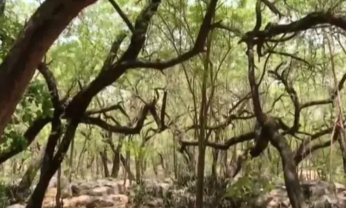 വിഷമയമായും വരണ്ടുണങ്ങിയും യമുന, നഗര ഹൃദയത്തിൽ വനം വളരുന്നു; പരിസ്ഥിതി ദിനത്തിൽ ഡൽഹിക്ക് ആശ്വാസവും  ആശങ്കയും