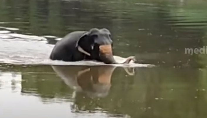 പത്തനംതിട്ടയില്‍ ഇടഞ്ഞ ആന ആറ്റില്‍ ചാടി