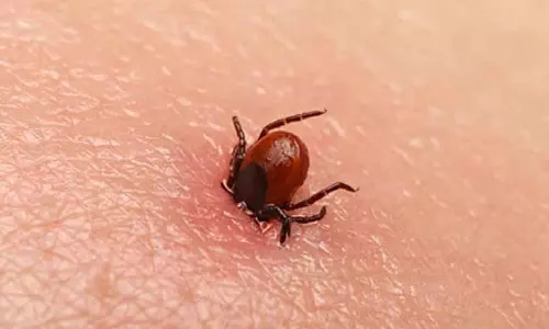 ചെള്ളുപനി ചീള് കേസല്ല; ഈ ലക്ഷണങ്ങൾ ശ്രദ്ധിക്കാം, അറിയാം പ്രതിരോധ മാർഗങ്ങൾ