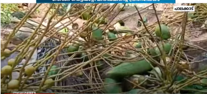 പച്ചത്തേങ്ങ സംഭരണം വൈകുന്നതിനെതിരെ തെങ്ങു വെട്ടിമാറ്റി കർഷകന്‍റെ പ്രതിഷേധം
