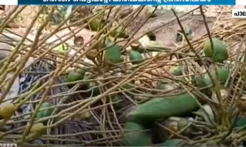 പച്ചത്തേങ്ങ സംഭരണം വൈകുന്നതിനെതിരെ തെങ്ങു വെട്ടിമാറ്റി കർഷകന്‍റെ പ്രതിഷേധം