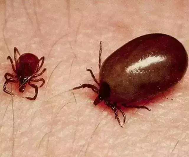 സംസ്ഥാനത്ത് വീണ്ടും ചെള്ളു പനി മരണം