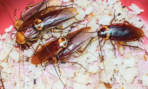 100 പാറ്റകളെ വീട്ടിൽ വളർത്താമോ? വെറുതെ വേണ്ട 1.5 ലക്ഷം രൂപ പ്രതിഫലം നൽകും: വ്യത്യസ്ത ഓഫറുമായി യു.എസ് കമ്പനി