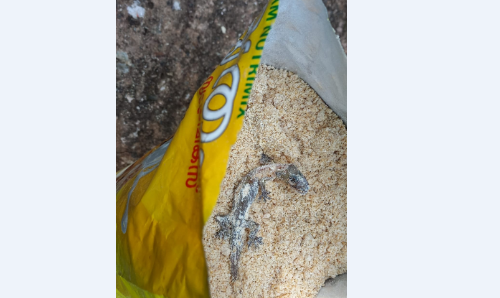 അങ്കണവാടിയിൽ വിതരണം ചെയ്ത അമൃതം പൊടിയിൽ ചത്ത പല്ലി