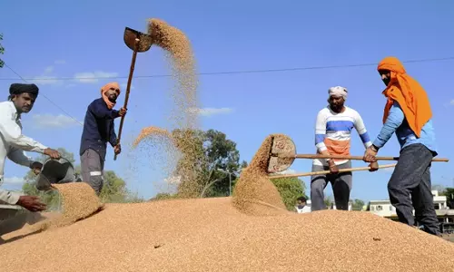 ഇന്ത്യൻ ഗോതമ്പിന്റെ കയറ്റുമതി നിരോധിച്ച് യു.എ.ഇ