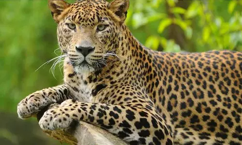 ഫാമിലെ 200ലധികം കോഴികളെ കടിച്ചുകൊന്നു; മണ്ണാർക്കാട് പുലി ഭീതിയിൽ ഫാമിലെ 200ലധികം കോഴികളെ കടിച്ചുകൊന്നു; മണ്ണാർക്കാട് പുലി ഭീതിയിൽ