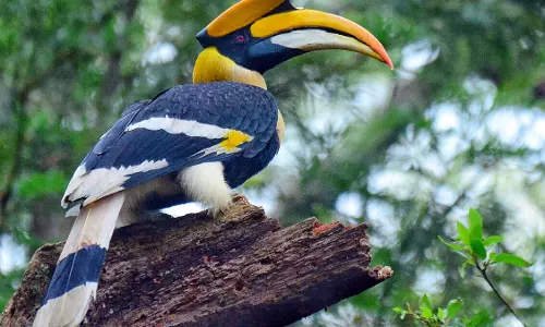 മലമുഴക്കി വേഴാമ്പലിനെ ആക്രമിച്ചു കൊന്നു; നാഗാലാന്‍ഡില്‍ മൂന്നു പേര്‍ അറസ്റ്റില്‍