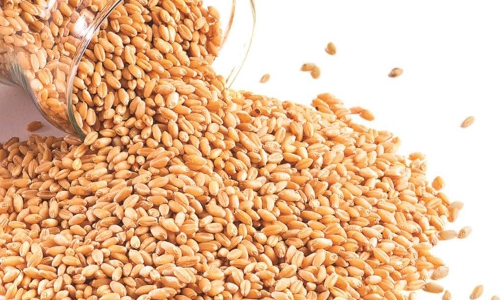 അന്ന് ഓക്സിജൻ നൽകിയവരാണ്; കുവൈത്തിന് ഗോതമ്പ് നൽകുമെന്ന് ഇന്ത്യ അന്ന് ഓക്സിജൻ നൽകിയവരാണ്; കുവൈത്തിന് ഗോതമ്പ് നൽകുമെന്ന് ഇന്ത്യ