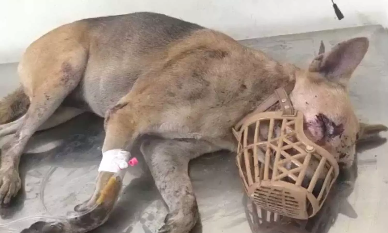 തെരുവ് നായയോട് ക്രൂരത; ഇരുമ്പുവടികൊണ്ട് നായയുടെ കണ്ണ് അടിച്ചുപൊട്ടിച്ച കെ.എസ്.ഇ.ബി ഡ്രൈവർക്കെതിരെ കേസ് തെരുവ് നായയോട് ക്രൂരത; ഇരുമ്പുവടികൊണ്ട് നായയുടെ കണ്ണ് അടിച്ചുപൊട്ടിച്ച കെ.എസ്.ഇ.ബി ഡ്രൈവർക്കെതിരെ കേസ്