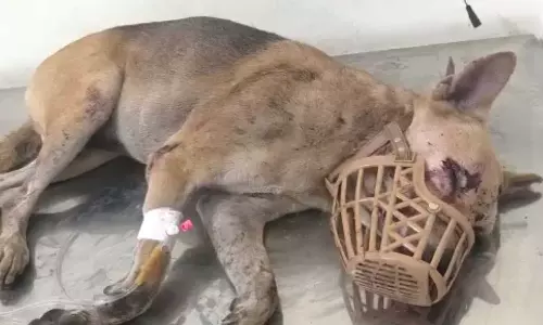 തെരുവ് നായയോട് ക്രൂരത; ഇരുമ്പുവടികൊണ്ട് നായയുടെ കണ്ണ് അടിച്ചുപൊട്ടിച്ച കെ.എസ്.ഇ.ബി ഡ്രൈവർക്കെതിരെ കേസ്