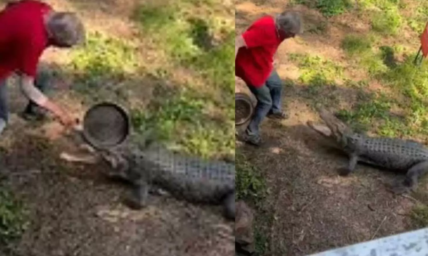 വേറെ വഴിയില്ല...ആക്രമിക്കാൻ വന്ന മുതലയെ ഫ്രൈപാൻ കൊണ്ടടിച്ചോടിച്ച് വയോധികൻ; വീഡിയോ വൈറൽ