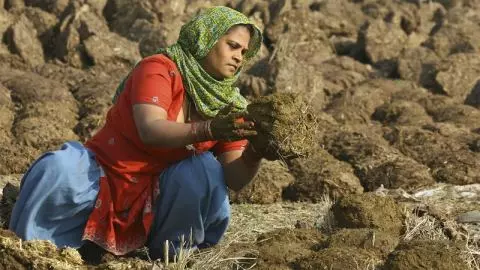 ഇന്ത്യയില്‍നിന്ന് കുവൈത്ത് കമ്പനി ചാണകം   ഇറക്കുമതി ചെയ്യുന്നു; നടപടികള്‍ ആരംഭിച്ചു
