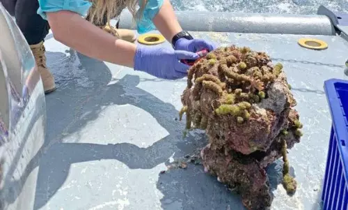 ചെങ്കടലില്‍ കൈകോര്‍ത്ത് സൗദിയും ജപ്പാനും;  വിപുലമായ സമുദ്രഗവേഷണമാണ് ലക്ഷ്യം