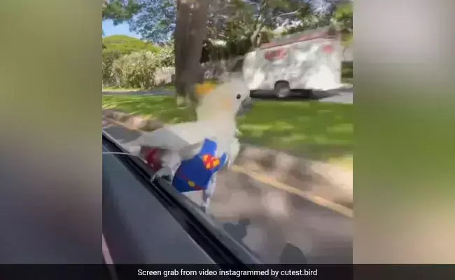 കാറിന്‍റെ തുറന്നിട്ട ജനാലയിലിരുന്ന് റൈഡ് ആസ്വദിക്കുന്ന തത്തമ്മ; 1.8 മില്യണലധികം പേര്‍ കണ്ട വീഡിയോ