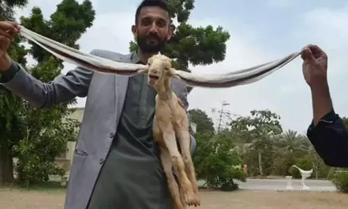 അമ്പമ്പോ എന്തൊരു നീളം... 19 ഇഞ്ച് നീളമുള്ള ചെവികൾ, താരമായി സിംബ