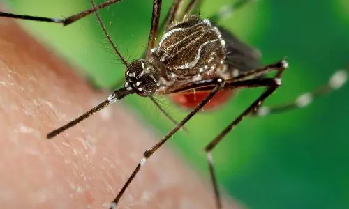 കേരളത്തിൽ പിടിമുറുക്കി ഡെങ്കിപ്പനി; കോവിഡിനേക്കാൾ ജാഗ്രത വേണമെന്ന് ആരോഗ്യവകുപ്പ്