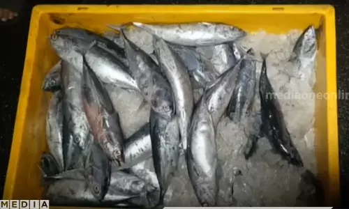 കൊല്ലത്ത് 10750 കിലോ പഴകിയ മത്സ്യം പിടികൂടി