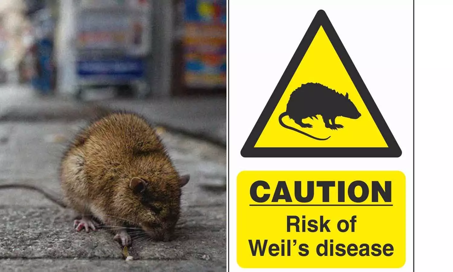 ആറ് മാസത്തിനിടെ എലിപ്പനി ബാധിച്ച് മരിച്ചത് 20 പേർ: ജാഗ്രത ആറ് മാസത്തിനിടെ എലിപ്പനി ബാധിച്ച് മരിച്ചത് 20 പേർ: ജാഗ്രത