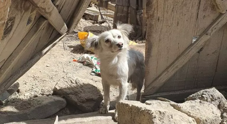 ഭൂകമ്പത്തില്‍ ഉടമയും കുടുംബവും മരിച്ചതറിയാതെ തകർന്നുകിടക്കുന്ന വീട്ടിലേക്ക് നിത്യവുമെത്തുന്ന നായ്ക്കുട്ടി; ഹൃദയം തൊടുന്നൊരു കാഴ്ച