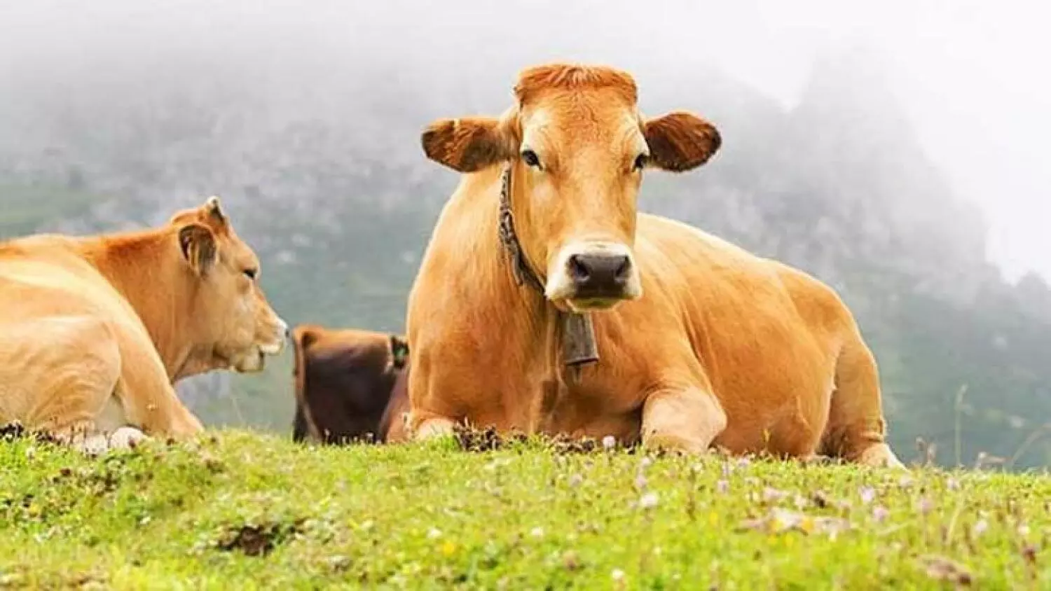 അബൂദബിയില് കുരങ്ങുപനി സംശയിക്കുന്ന കേസുകള് അറിയിക്കണമെന്ന് ഫാം തൊഴിലാളികളോട് അഭ്യര്ത്ഥന അബൂദബിയില് കുരങ്ങുപനി സംശയിക്കുന്ന കേസുകള് അറിയിക്കണമെന്ന് ഫാം തൊഴിലാളികളോട് അഭ്യര്ത്ഥന