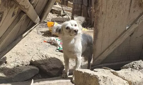 ഭൂകമ്പത്തില്‍ ഉടമയും കുടുംബവും മരിച്ചതറിയാതെ തകർന്നുകിടക്കുന്ന വീട്ടിലേക്ക് നിത്യവുമെത്തുന്ന നായ്ക്കുട്ടി; ഹൃദയം തൊടുന്നൊരു കാഴ്ച