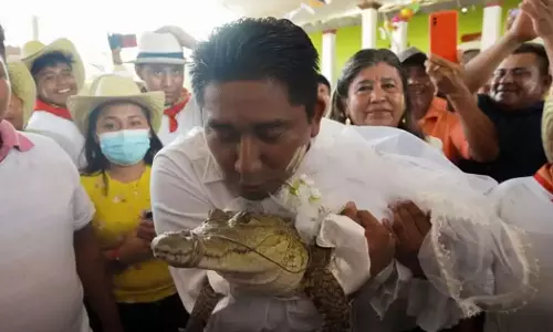 ചീങ്കണ്ണിയെ വിവാഹം ചെയ്ത് മേയര്‍!