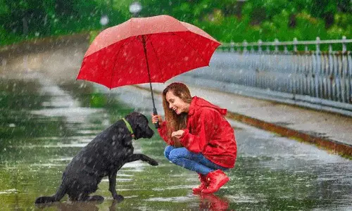 മഴക്കാലമാണ്... വളർത്തുമൃഗങ്ങൾക്കും വേണം  അധിക പരിചരണം