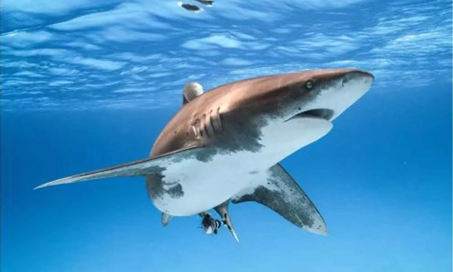 ചെങ്കടലിൽ സ്രാവിന്റെ ആക്രമണം: രണ്ട് സ്ത്രീകൾ കൊല്ലപ്പെട്ടു