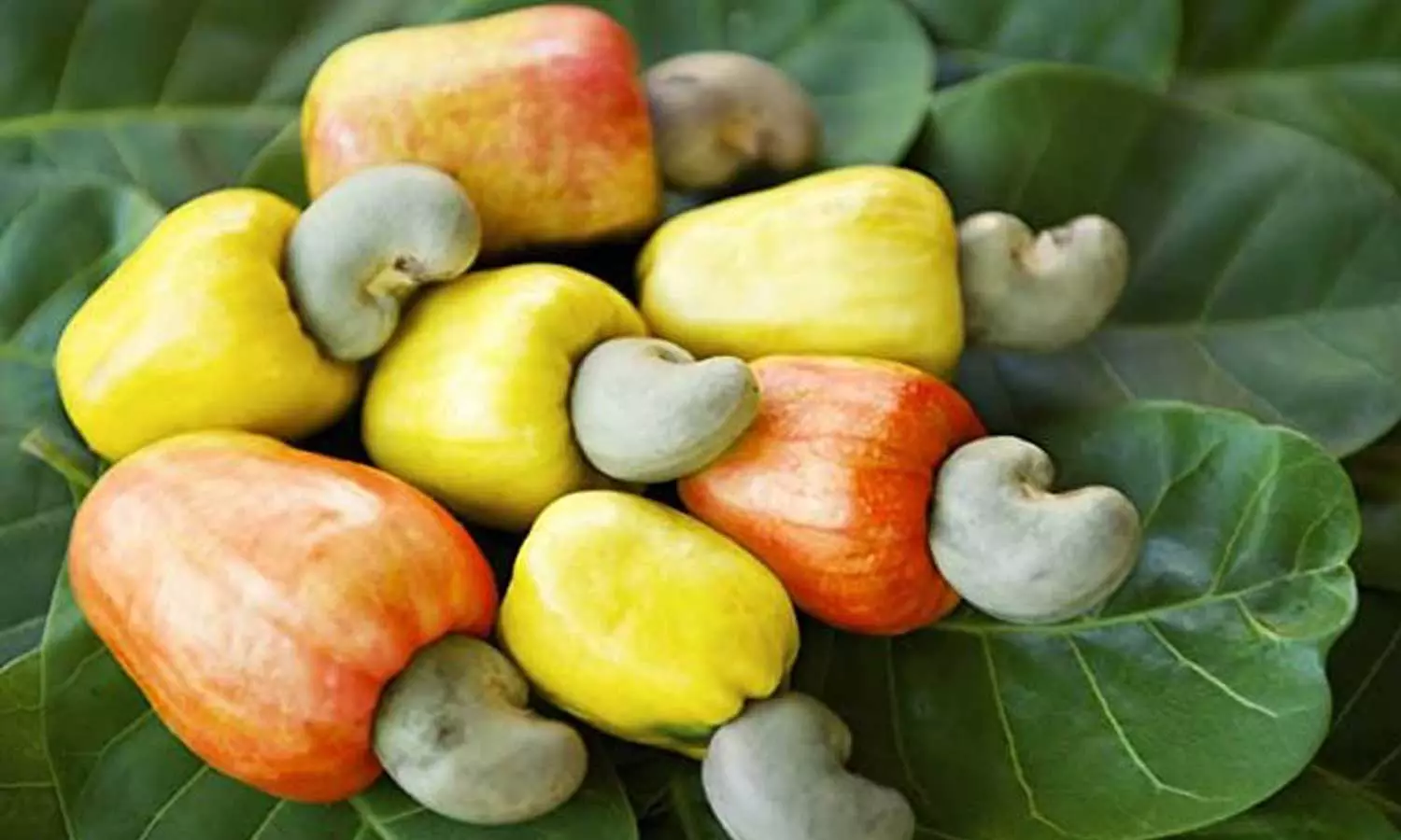 കശുമാങ്ങയിൽ നിന്ന് മദ്യം; കണ്ണൂർ ഫെനി ഡിസംബറോടെ വിൽപ്പനക്കെത്തും