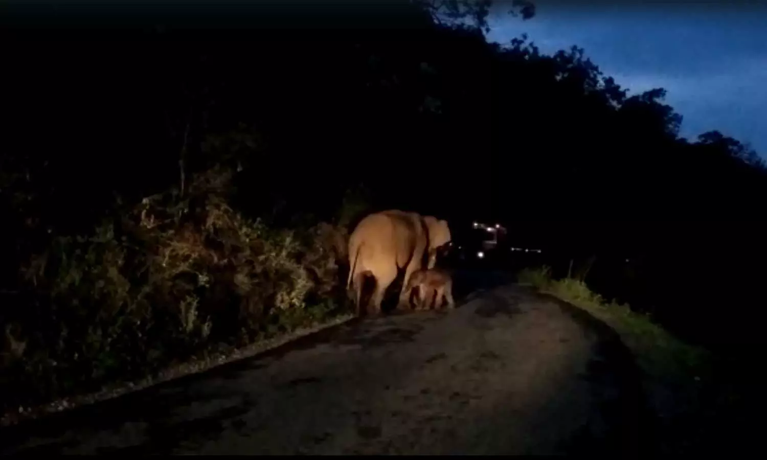 നടുറോഡിൽ കാട്ടാനക്ക് സുഖ പ്രസവം