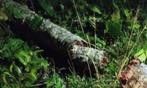 കനത്ത മഴ; കണ്ണൂരിൽ തെങ്ങ് വീണ് വയോധിക മരിച്ചു