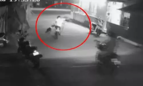 നിലമ്പൂരിൽ വഴിയാത്രക്കാരെ കടിച്ച തെരുവുനായക്ക് പേവിഷബാധ സ്ഥിരീകരിച്ചു