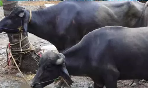 ചത്ത പോത്തിനെ ഇറച്ചിയാക്കാനുള്ള ശ്രമം നാട്ടുകാർ തടഞ്ഞു