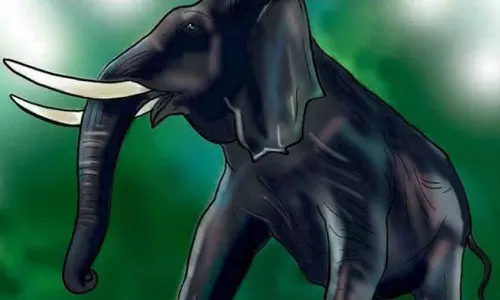 വയനാട്ടിൽ വീണ്ടും കാട്ടാനയാക്രമണം; കച്ചവട സ്ഥാപനങ്ങൾ തകർത്തു