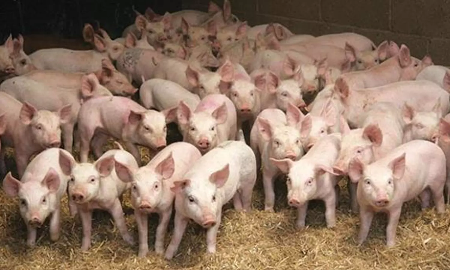 സംസ്ഥാനത്തേക്ക് പന്നികളെ കൊണ്ടുവരുന്നതിന് താത്കാലിക വിലക്ക്