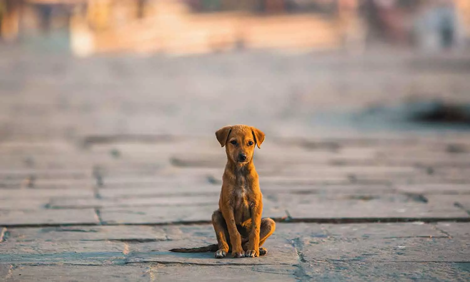 തൃശൂരിൽ തെരുവുനായയുടെ കടിയേറ്റ സ്ത്രീ മരിച്ചു