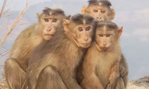 നാല് മാസം പ്രായമുള്ള കുഞ്ഞിനെ കുരങ്ങൻ കെട്ടിടത്തിന് മുകളില്‍ നിന്നെറിഞ്ഞു കൊന്നു