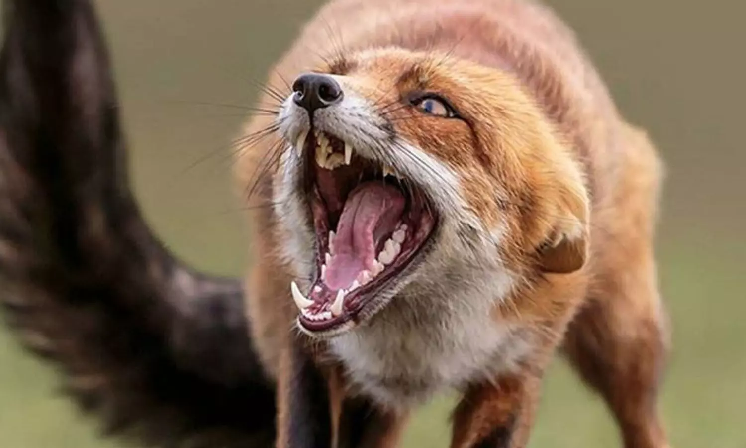 എറണാകുളത്ത് രണ്ടുപേർക്ക് കുറുക്കന്റെ കടിയേറ്റു എറണാകുളത്ത് രണ്ടുപേർക്ക് കുറുക്കന്റെ കടിയേറ്റു