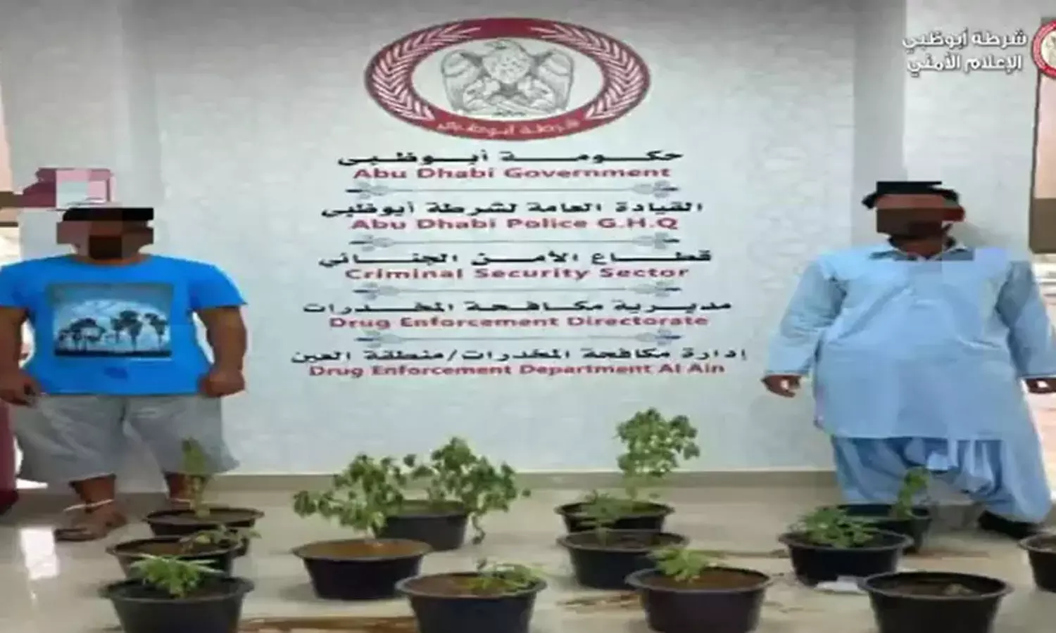 സ്പോൺസറുടെ ഫാമിൽ കഞ്ചാവ് കൃഷി; അബൂദബിയിൽ പ്രവാസികൾ അറസ്റ്റിൽ സ്പോൺസറുടെ ഫാമിൽ കഞ്ചാവ് കൃഷി; അബൂദബിയിൽ പ്രവാസികൾ അറസ്റ്റിൽ