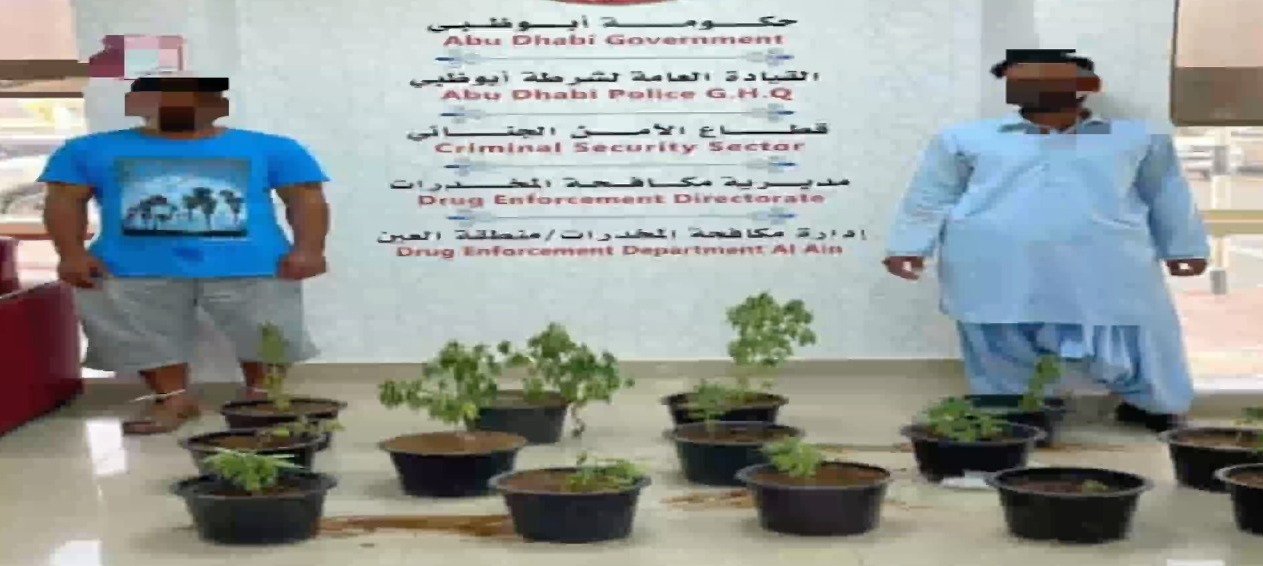 അബൂദബിയിൽ സ്പോൺസറുടെ ഫാമിൽ  കഞ്ചാവ് കൃഷി; രണ്ടുപേർ അറസ്റ്റിൽ