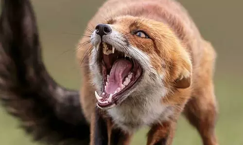 എറണാകുളത്ത് രണ്ടുപേർക്ക് കുറുക്കന്റെ കടിയേറ്റു