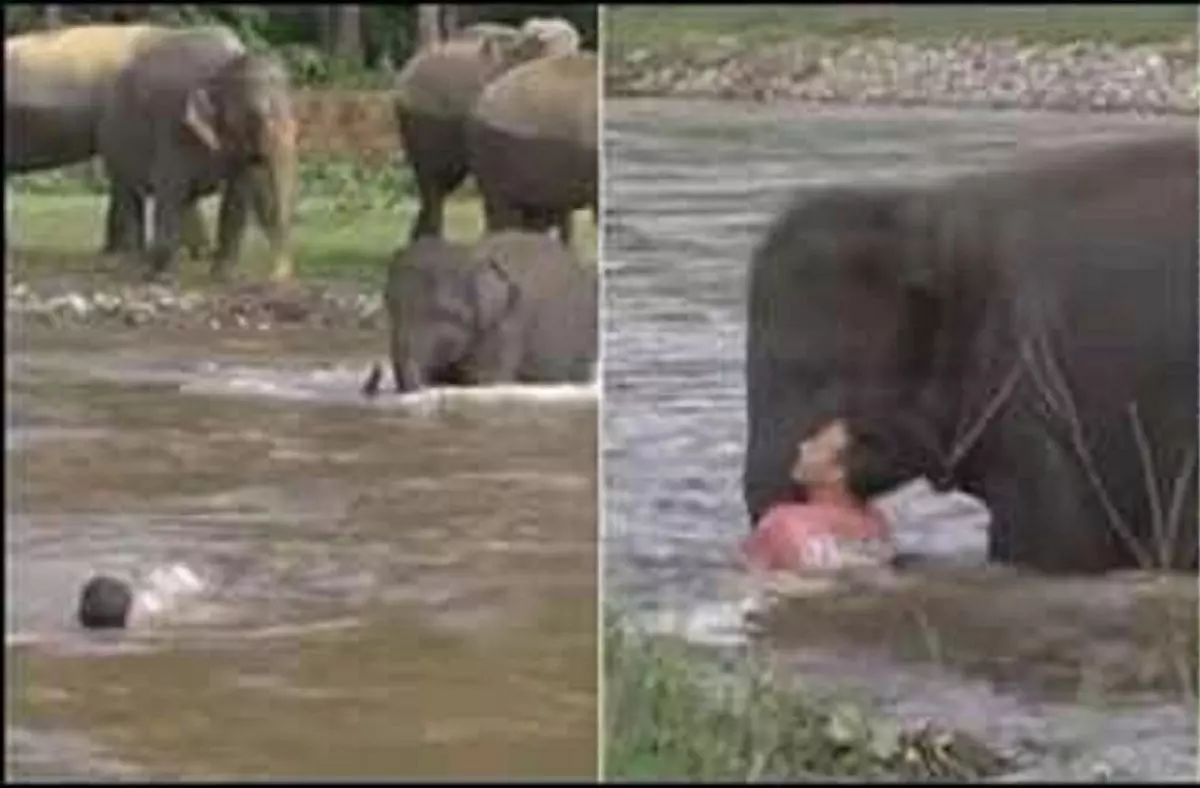 പുഴയില്‍ മുങ്ങിത്താഴ്ന്നുകൊണ്ടിരിക്കുന്ന ആളെ രക്ഷിക്കാനെത്തിയ ആനക്കുട്ടി; ഹൃദയം കവര്‍ന്ന കാഴ്ച